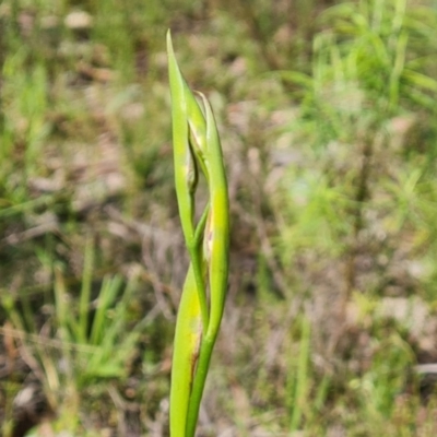 Diuris sp. (A Donkey Orchid) at Wanniassa Hill - 18 Oct 2021 by Mike