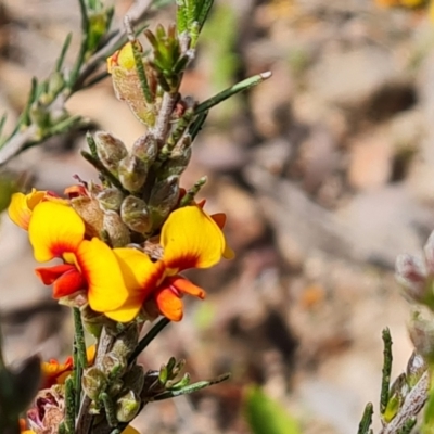 Dillwynia sericea (Egg And Bacon Peas) at Jerrabomberra, ACT - 18 Oct 2021 by Mike