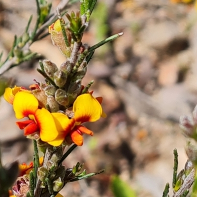 Dillwynia sericea (Egg And Bacon Peas) at Jerrabomberra, ACT - 18 Oct 2021 by Mike