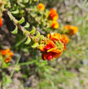 Pultenaea procumbens at Jerrabomberra, ACT - 18 Oct 2021 02:58 PM