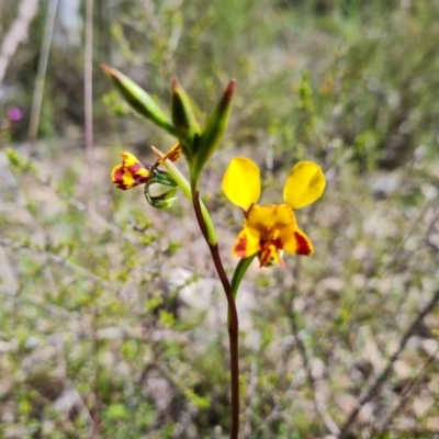 Diuris semilunulata (Late Leopard Orchid) at Wanniassa Hill - 18 Oct 2021 by Mike