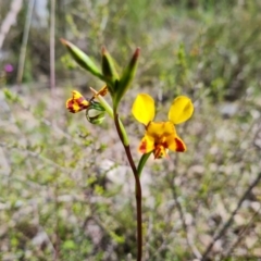 Diuris semilunulata (Late Leopard Orchid) at Jerrabomberra, ACT - 18 Oct 2021 by Mike