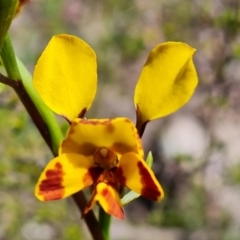 Diuris semilunulata at Jerrabomberra, ACT - suppressed