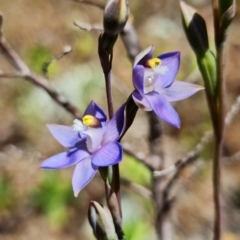 Thelymitra pauciflora (Slender Sun Orchid) at Coree, ACT - 18 Oct 2021 by RobG1