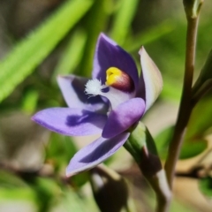 Thelymitra pauciflora at Coree, ACT - 18 Oct 2021