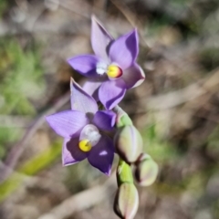 Thelymitra pauciflora at Coree, ACT - 18 Oct 2021