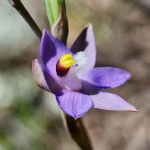 Thelymitra pauciflora at Coree, ACT - 18 Oct 2021