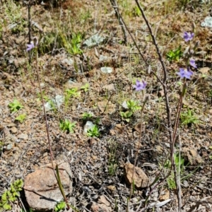 Thelymitra pauciflora at Coree, ACT - 18 Oct 2021