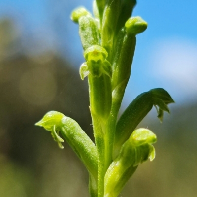 Microtis unifolia (Common Onion Orchid) at Cotter Reserve - 18 Oct 2021 by RobG1