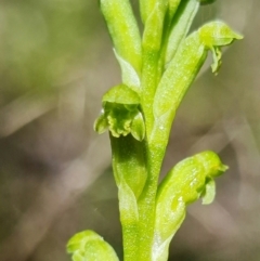 Microtis unifolia at Coree, ACT - suppressed