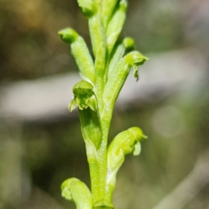 Microtis unifolia at Coree, ACT - 18 Oct 2021