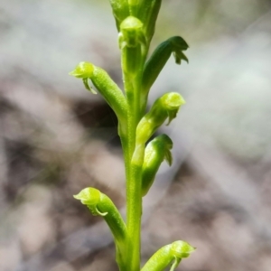 Microtis unifolia at Coree, ACT - suppressed