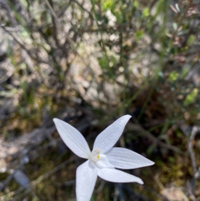 Glossodia major (Wax Lip Orchid) at Mount Jerrabomberra - 18 Oct 2021 by cherylhodges