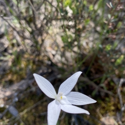 Glossodia major (Wax Lip Orchid) at Jerrabomberra, NSW - 18 Oct 2021 by cherylhodges