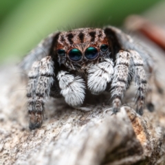 Maratus vespertilio (Bat-like peacock spider) at Hackett, ACT - 18 Oct 2021 by Boagshoags