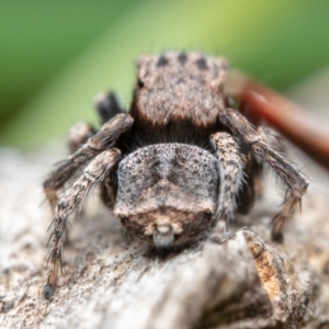 Maratus vespertilio at Hackett, ACT - 18 Oct 2021