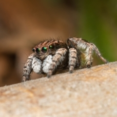 Maratus vespertilio at Hackett, ACT - suppressed