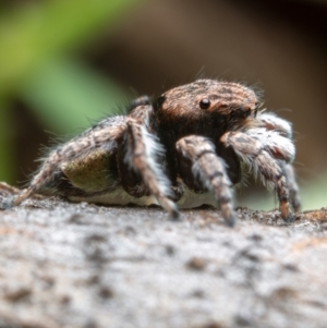 Maratus vespertilio at Hackett, ACT - suppressed