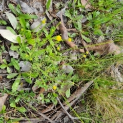 Calotis lappulacea (Yellow Burr Daisy) at Isaacs Ridge and Nearby - 18 Oct 2021 by Mike