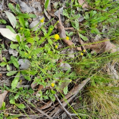 Calotis lappulacea (Yellow Burr Daisy) at Isaacs Ridge and Nearby - 18 Oct 2021 by Mike