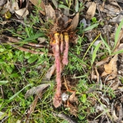 Orobanche minor (Broomrape) at Isaacs Ridge - 18 Oct 2021 by Mike