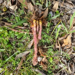 Orobanche minor at Jerrabomberra, ACT - 18 Oct 2021