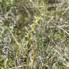 Paraprasophyllum petilum (Tarengo Leek Orchid) by erikar