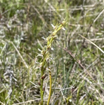 Prasophyllum petilum (Tarengo Leek Orchid) at Tarengo Reserve (Boorowa) - 17 Oct 2021 by erikar