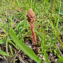 Orobanche minor (Broomrape) at Isaacs Ridge - 18 Oct 2021 by Mike