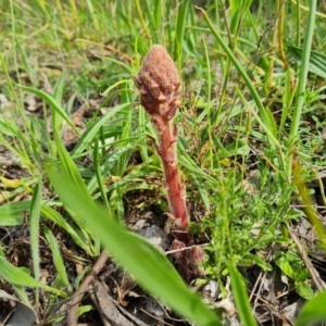 Orobanche minor at Jerrabomberra, ACT - 18 Oct 2021 04:12 PM