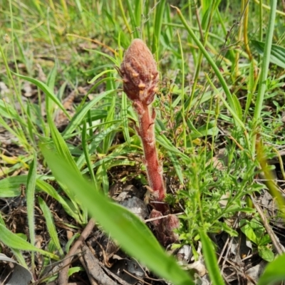 Orobanche minor (Broomrape) at Isaacs Ridge - 18 Oct 2021 by Mike