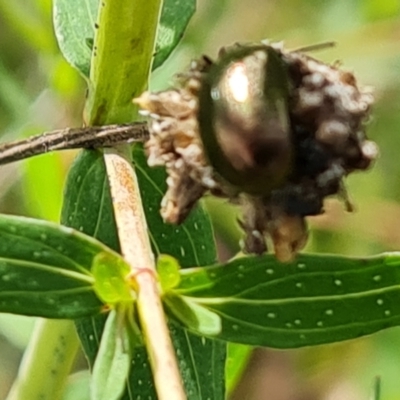 Chrysolina quadrigemina (Greater St Johns Wort beetle) at Jerrabomberra, ACT - 18 Oct 2021 by Mike