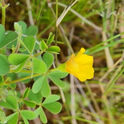 Oxalis sp. (Wood Sorrel) at Jerrabomberra, ACT - 18 Oct 2021 by Mike