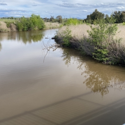 Hydromys chrysogaster (Rakali or Water Rat) at Jerrabomberra Wetlands - 18 Oct 2021 by Hannah