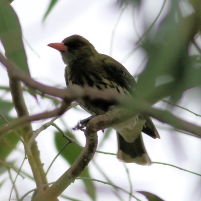 Oriolus sagittatus (Olive-backed Oriole) at Wonga Wetlands - 15 Oct 2021 by KylieWaldon