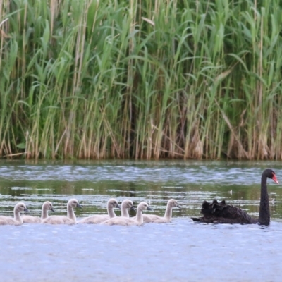 Cygnus atratus (Black Swan) at Wonga Wetlands - 16 Oct 2021 by KylieWaldon