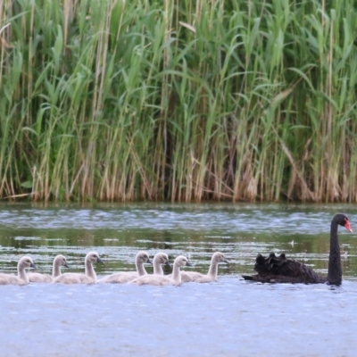 Cygnus atratus (Black Swan) at Splitters Creek, NSW - 16 Oct 2021 by KylieWaldon