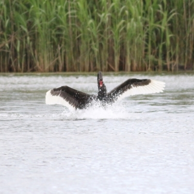 Cygnus atratus (Black Swan) at Albury - 16 Oct 2021 by KylieWaldon