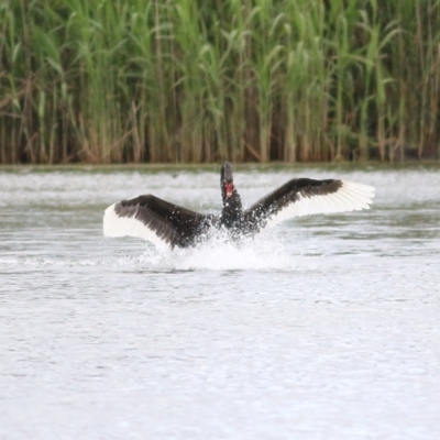 Cygnus atratus (Black Swan) at Wonga Wetlands - 15 Oct 2021 by KylieWaldon