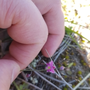 Arthropodium minus at Throsby, ACT - 17 Oct 2021 01:03 PM