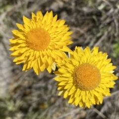 Leucochrysum albicans subsp. albicans (Hoary Sunray) at Warri, NSW - 18 Oct 2021 by Steve_Bok