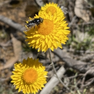 Leucochrysum albicans subsp. albicans at Warri, NSW - 18 Oct 2021