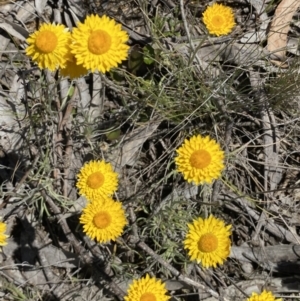 Leucochrysum albicans subsp. albicans at Warri, NSW - 18 Oct 2021