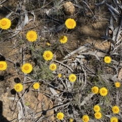 Leucochrysum albicans subsp. albicans at Warri, NSW - 18 Oct 2021