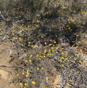 Leucochrysum albicans subsp. albicans at Warri, NSW - 18 Oct 2021