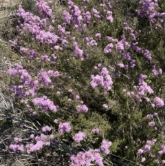 Kunzea parvifolia (Violet Kunzea) at Warri, NSW - 18 Oct 2021 by SteveBorkowskis