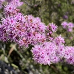 Kunzea parvifolia at Warri, NSW - 18 Oct 2021