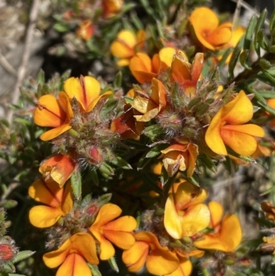 Pultenaea subspicata (Low Bush-pea) at Warri, NSW - 18 Oct 2021 by Steve_Bok