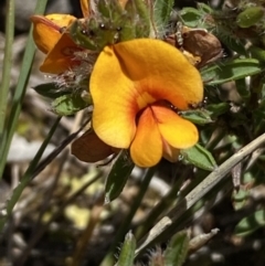 Pultenaea subspicata at Warri, NSW - 18 Oct 2021 01:32 PM