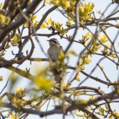 Chrysococcyx osculans (Black-eared Cuckoo) at Florey, ACT - 8 Oct 2021 by b